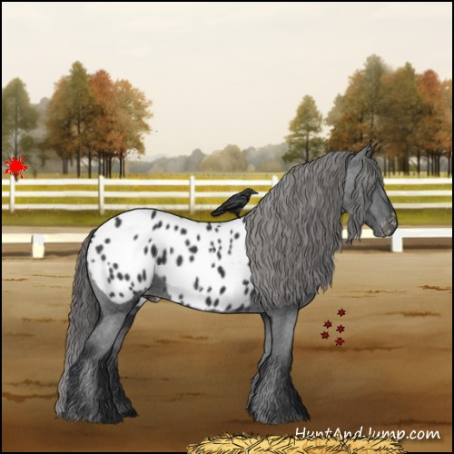 Horse Color:Black Appaloosa 