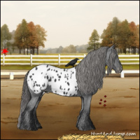 Horse Color:Black Appaloosa