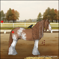 Horse Color:White Spotted Chestnut 