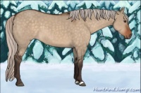 Horse Color:Silver Brown Dun 