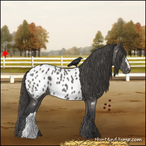Horse Color:Grullo Appaloosa 