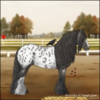 Horse Color:Grullo Appaloosa