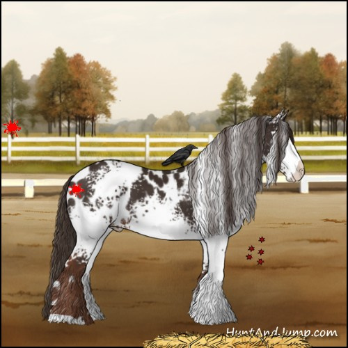 Horse Color:White Spotted Liver Chestnut Appaloosa 
