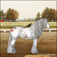 Horse Color:White Spotted Silver Grullo 