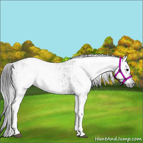 Horse Color:Gray White Spotted Black  and Gray White Spotted Black Frame 