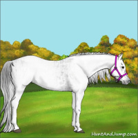 Horse Color:Gray White Spotted Black  and Gray White Spotted Black Frame 