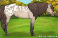 Horse Color:Bay Dun Appaloosa