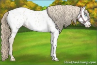 Horse Color:Smoky Creme Appaloosa 