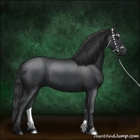Horse Color:Black 