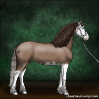 Horse Color:Liver Red Dun Splash 