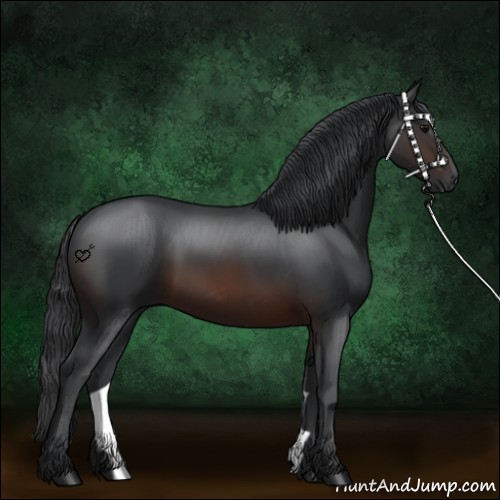 Horse Color:Brown Rabicano