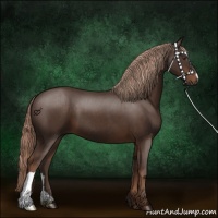 Horse Color:Liver Chestnut 