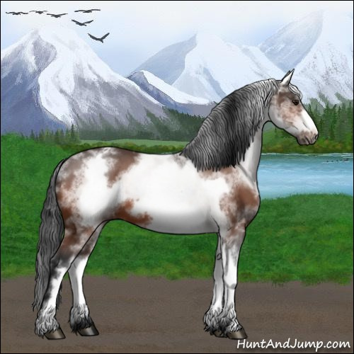 Horse Color:White Spotted Bay Roan Frame 