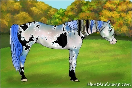 Horse Color:Watercolor White Spotted Brown Onyx Sabino 