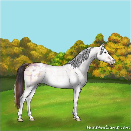 Horse Color:Plaid White Spotted Brown Onyx Sabino