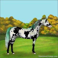 Horse Color:Watercolor White Spotted Brown Onyx Sabino 
