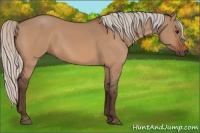 Horse Color:Silver Bay Dun 