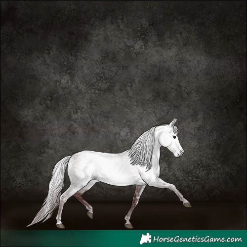 Horse Color:Gray Platinum White Spotted Chocolate Brown Dun 