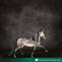 Horse Color:White Spotted Brown Dun 