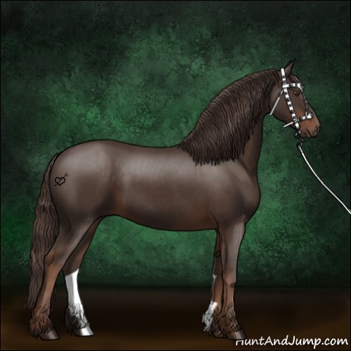 Horse Color:Liver Chestnut 