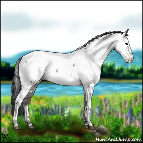 Horse Color:Grullo Roan Appaloosa 