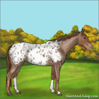 Horse Color:Red Roan Appaloosa 