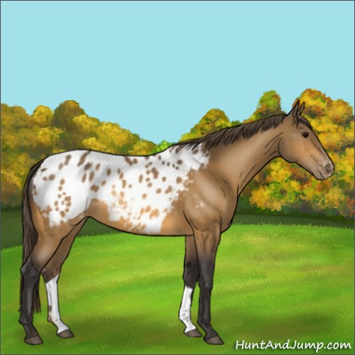 Horse Color:Buckskin Appaloosa 