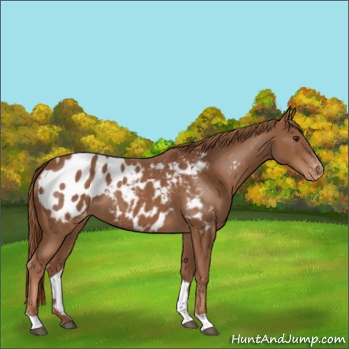 Horse Color:Chestnut Tobiano Appaloosa 
