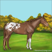 Horse Color:Chestnut Blanket 