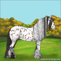 Horse Color:Bay Appaloosa