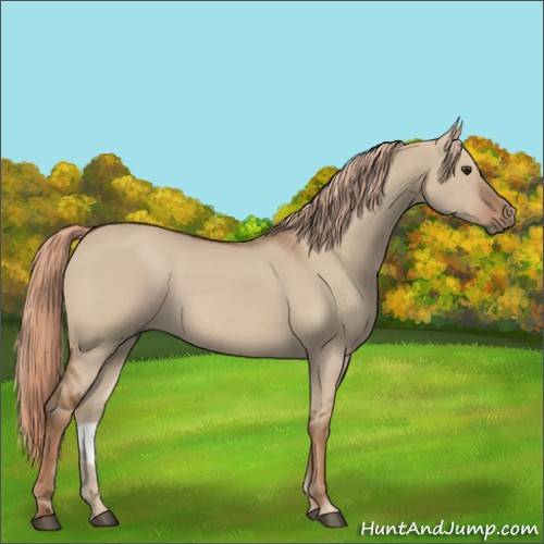 Horse Color:Red Dun