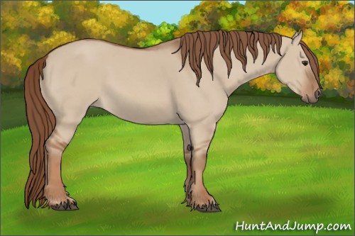 Horse Color:Red Dun 