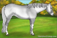 Horse Color:Silver Grullo Chinchilla Onyx 