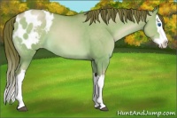 Horse Color:Chocolate Brown Pearl Dun Splash Appaloosa 