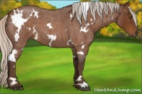 Horse Color:White Spotted Silver Buckskin Roan 