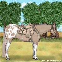 Horse Color:Silver Bay Dun Tobiano Appaloosa 