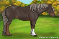 Horse Color:Liver Chestnut Frame 
