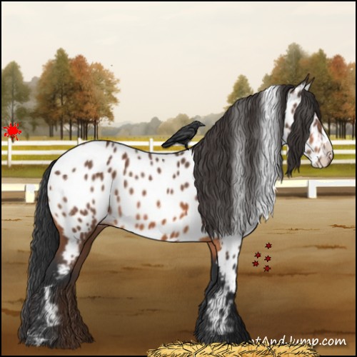 Horse Color:Bay Appaloosa
