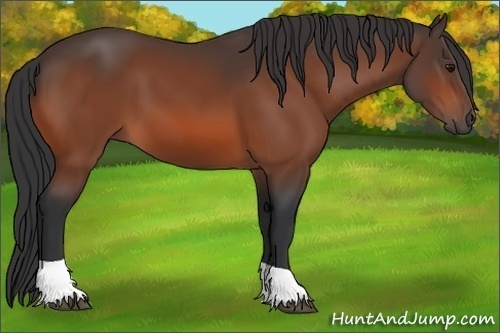 Horse Color:Bay Tobiano 