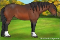 Horse Color:Bay Tobiano 