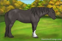 Horse Color:Smoky Black 