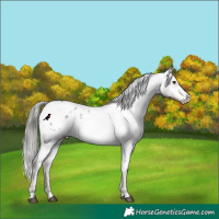 Horse Color:Liver Red Roan Mushroom Appaloosa Rabicano 