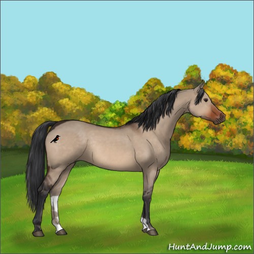 Horse Color:Brown Dun Rabicano