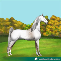 Horse Color:Gray Liver Red Dun Mushroom Rabicano 