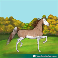Horse Color:Red Dun Splash Rabicano