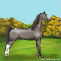 Horse Color:Grullo Mushroom Varnish 