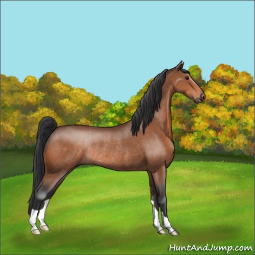 Horse Color:Bay Rabicano 