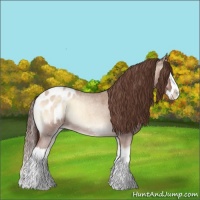 Horse Color:Classic Champagne Roan Onyx Splash Appaloosa 
