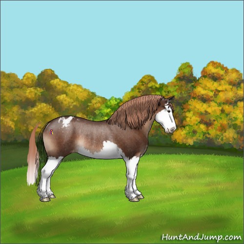Horse Color:Liver Chestnut Splash Appaloosa Rabicano