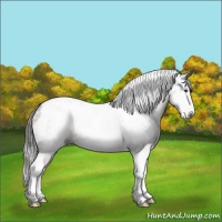 Horse Color:Gray Liver Chestnut Tobiano